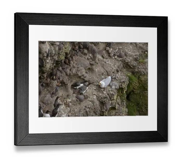 Framed Print : Herring Gull Larus argentatus attempting to take chick or egg from Common Guillemots Framed Print : Herring Gull Larus argentatus attempting to take chick or egg from Common Guillemots