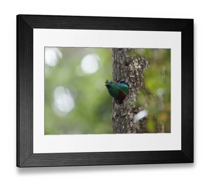 Framed Print : Resplendent Quetzal Pharomachrus mocinno Central Highlands Costa Rica
