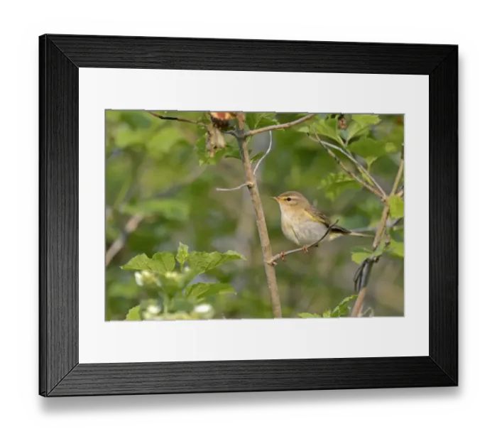 Framed Print : Willow Warbler Phylloscopus trochilus male Norfolk June Framed Print : Willow Warbler Phylloscopus trochilus male Norfolk June