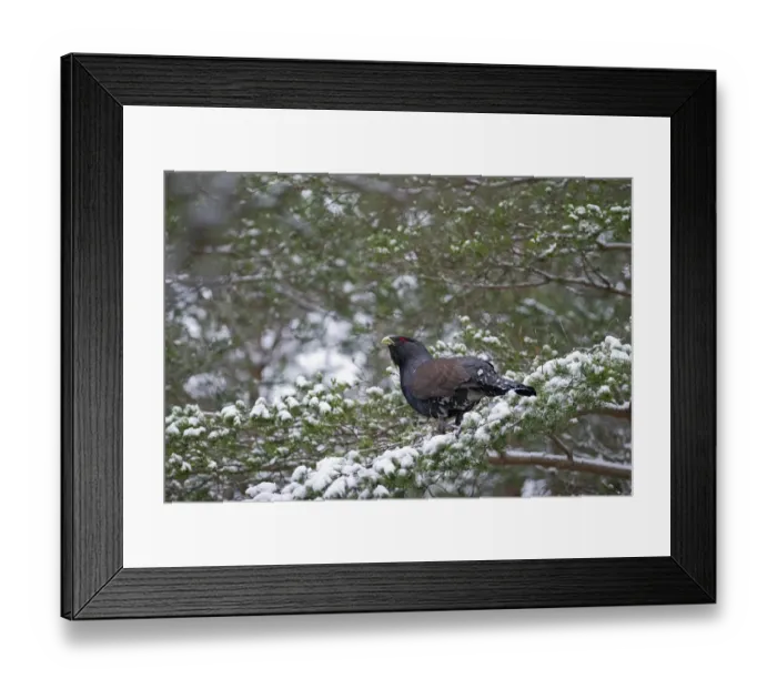 Framed Print : 008036 Framed Print : 008036