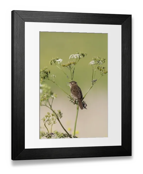 Framed Print : Grasshopper Warbler Locustella naevia in song Norfolk May Framed Print : Grasshopper Warbler Locustella naevia in song Norfolk May