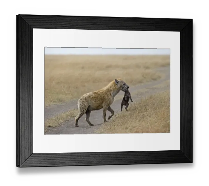 Framed Print : Spotted Hyena Crocuta crocuta with young pup Masai Mara Kenya Framed Print : Spotted Hyena Crocuta crocuta with young pup Masai Mara Kenya
