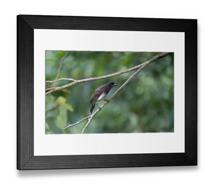 Framed Print : Brown Jay Cyanocorax morio Costa Rica Framed Print : Brown Jay Cyanocorax morio Costa Rica
