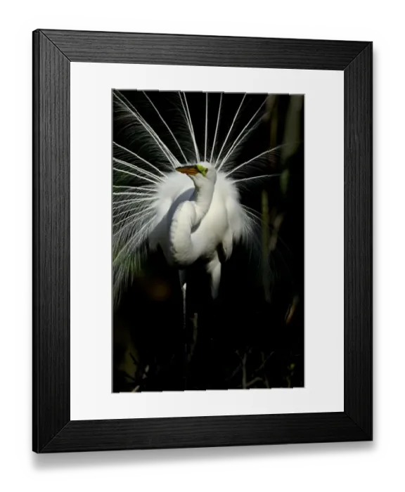 Framed Print : Great Egret Ardea alba displaying at nest St Augustine Florida USA Framed Print : Great Egret Ardea alba displaying at nest St Augustine Florida USA