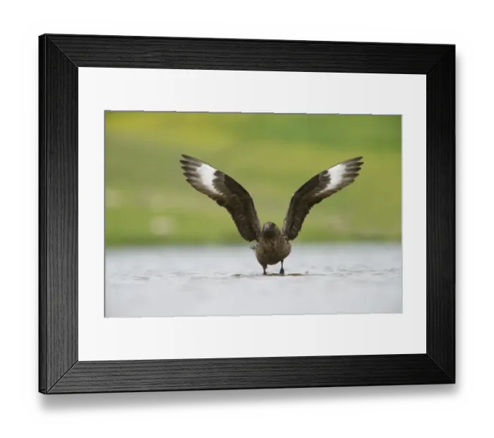Framed Print : Great Skua Stercorarius skua on loch Fetlar Shetland summer Framed Print : Great Skua Stercorarius skua on loch Fetlar Shetland summer