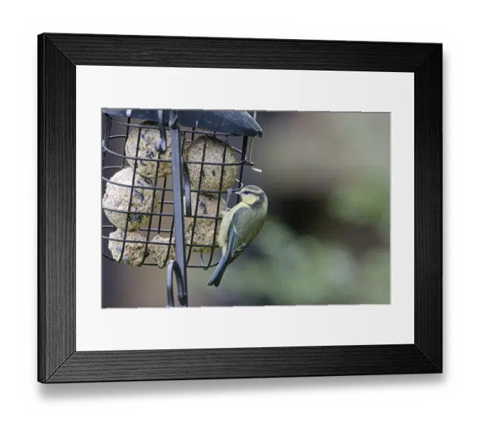 Framed Print : Blue Tit Parus caeruleus juvenile on fat feeder in garden Norfolk Framed Print : Blue Tit Parus caeruleus juvenile on fat feeder in garden Norfolk