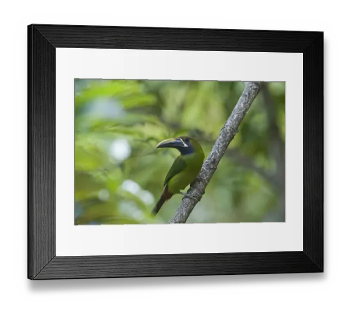 Framed Print : Emerald Toucanet Aulacorrhynchus prasinus Savegre Costa Rica Framed Print : Emerald Toucanet Aulacorrhynchus prasinus Savegre Costa Rica