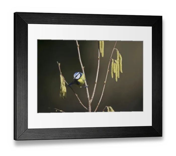 Framed Print : Blue Tit Parus caeruleus in garden Spring Norfolk Framed Print : Blue Tit Parus caeruleus in garden Spring Norfolk