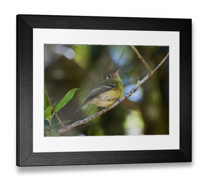Framed Print : Yellowish Flycatcher Empidonax flavescens Savegre Costa Rica Framed Print : Yellowish Flycatcher Empidonax flavescens Savegre Costa Rica