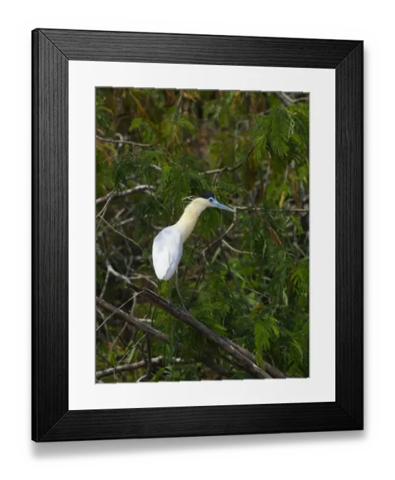 Framed Print : Capped Heron Pilherodius pileatus Tambopata Peruvian Amazon Framed Print : Capped Heron Pilherodius pileatus Tambopata Peruvian Amazon