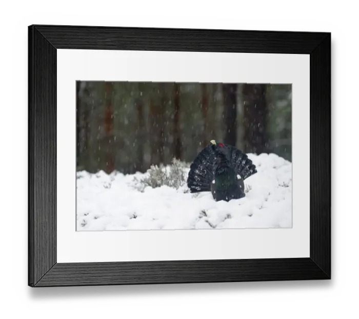 Framed Print : Capercailie Tetrao urogallus rogue male Highlands Scotland February Framed Print : Capercailie Tetrao urogallus rogue male Highlands Scotland February