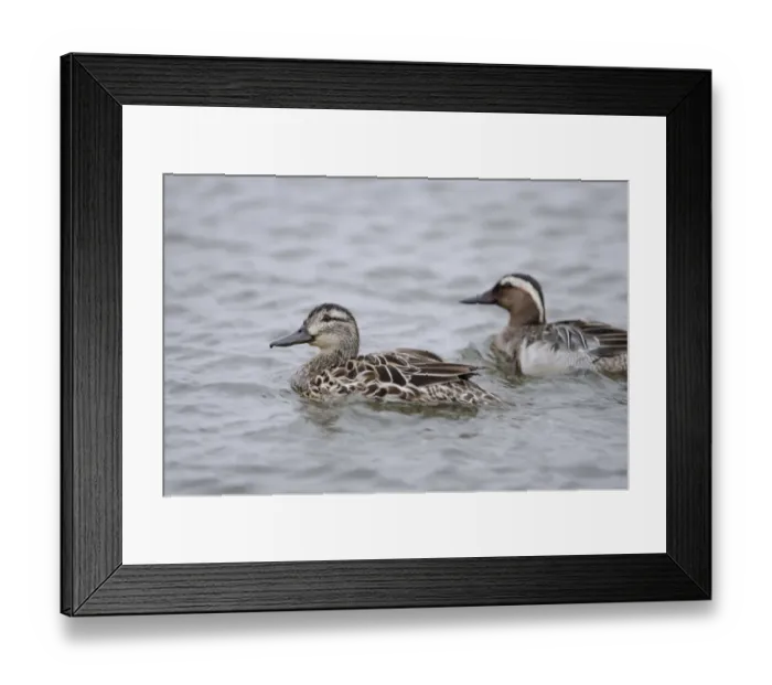Framed Print : Garganey Anas querquedula pair Cley Norfolk spring Framed Print : Garganey Anas querquedula pair Cley Norfolk spring
