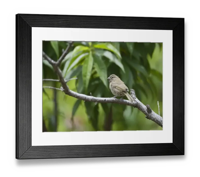 Framed Print : Yellow-faced Grassquit Tiaris olivacea female Savegre Costa Rica Framed Print : Yellow-faced Grassquit Tiaris olivacea female Savegre Costa Rica