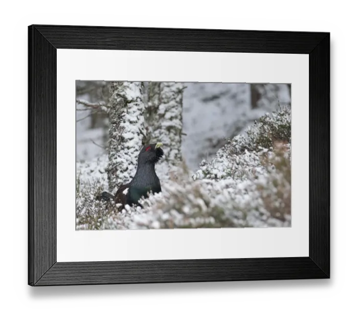 Framed Print : Capercailie Tetrao urogallus male in Caledonian Pine Forest Speyside Highlands Scotland Framed Print : Capercailie Tetrao urogallus male in Caledonian Pine Forest Speyside Highlands Scotland