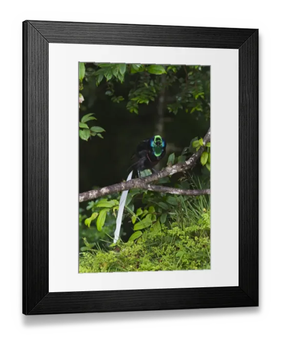 Framed Print : Ribbon-tailed Astrapia Astrapia mayeri male Kumul Lodge Western Highlands Papua New Framed Print : Ribbon-tailed Astrapia Astrapia mayeri male Kumul Lodge Western Highlands Papua New