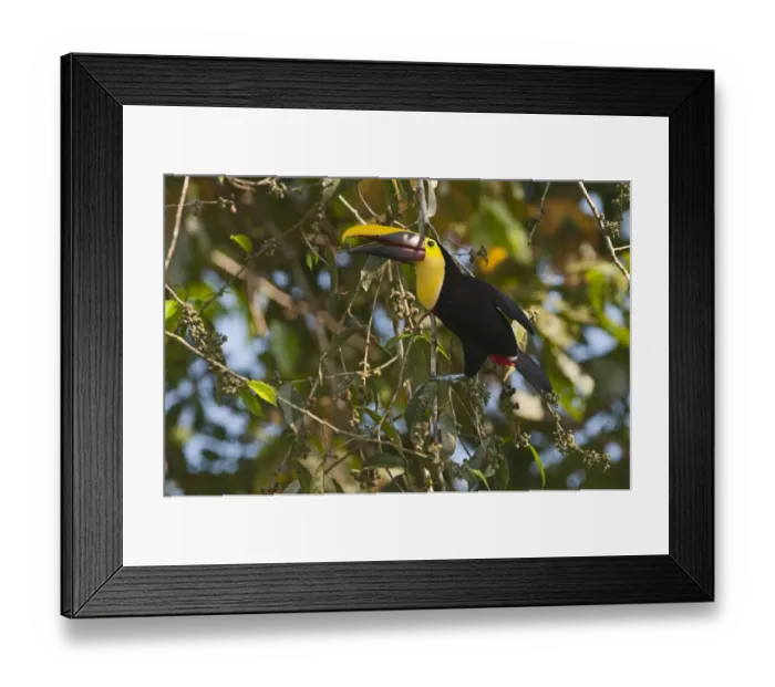 Framed Print : Chestnut-mandibled Toucan Ramphastos swainsonii La Selva Costa Rica Framed Print : Chestnut-mandibled Toucan Ramphastos swainsonii La Selva Costa Rica