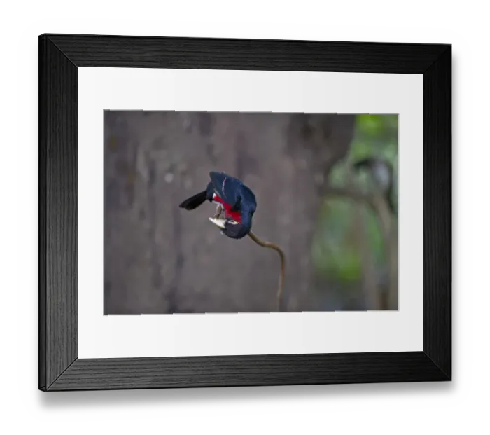 Framed Print : Double-toothed Barbet Lybius bidentatus Masai Mara Kenya Framed Print : Double-toothed Barbet Lybius bidentatus Masai Mara Kenya