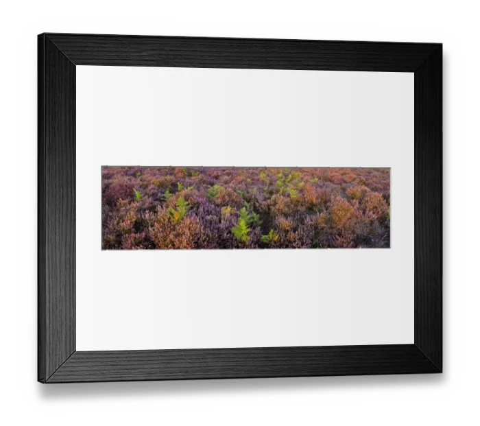 Framed Print : Lowland heath on Minsmere RSPB Reserve within the Suffolk Sandlings Suffolk in august