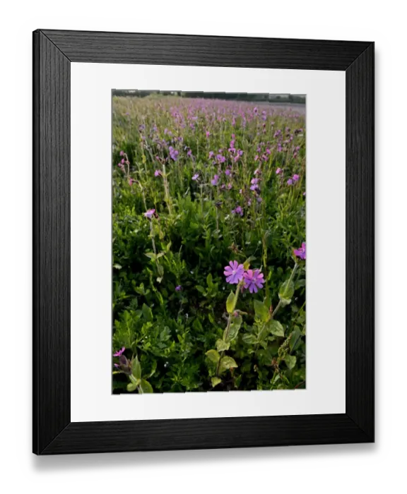Framed Print : Red Campion Silene dioica growng along wildflower strip bordering arable field Norfolk Framed Print : Red Campion Silene dioica growng along wildflower strip bordering arable field Norfolk