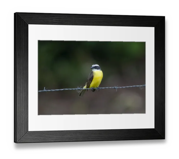 Framed Print : White-ringed Flycatcher Coryphotriccus La Selva Costa Rica Framed Print : White-ringed Flycatcher Coryphotriccus La Selva Costa Rica