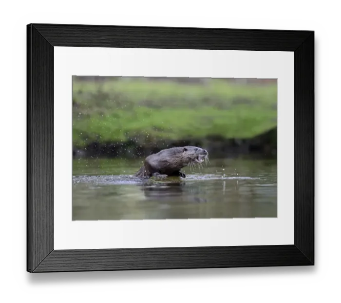 Framed Print : European Otter (Eurasian River Otter) Lutra lutra on River Thet, Thetford, Norfolk Framed Print : European Otter (Eurasian River Otter) Lutra lutra on River Thet, Thetford, Norfolk