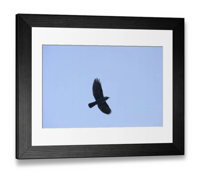 Framed Print : Barn Owl Tyto alba hunting over grazing marshes Cley North Norfolk summer Framed Print : Barn Owl Tyto alba hunting over grazing marshes Cley North Norfolk summer