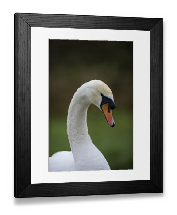 Framed Print : Mute Swan Cygnus olor male Norfolk winter Framed Print : Mute Swan Cygnus olor male Norfolk winter