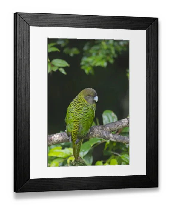 Framed Print : Brehms Tiger Parrot Psittacella brehmii Kumul Lodge Western Highlands Papua New Guinea Framed Print : Brehms Tiger Parrot Psittacella brehmii Kumul Lodge Western Highlands Papua New Guinea