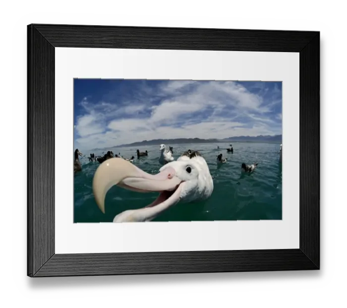 Framed Print : Wandering (Gibson s) Albatross off Kaikoura South Island New Zealand Framed Print : Wandering (Gibson s) Albatross off Kaikoura South Island New Zealand