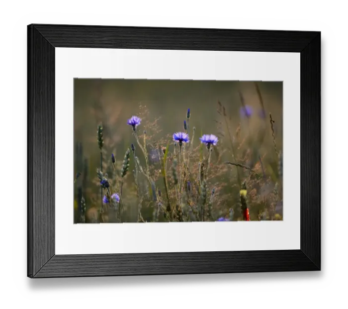 Framed Print : Centaurea cyanus cornflower plant plants wild flower Framed Print : Centaurea cyanus cornflower plant plants wild flower