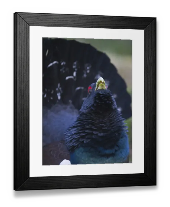 Framed Print : Capercailie Tetrao urogallus rogue male displaying Highlands Scotland February Framed Print : Capercailie Tetrao urogallus rogue male displaying Highlands Scotland February