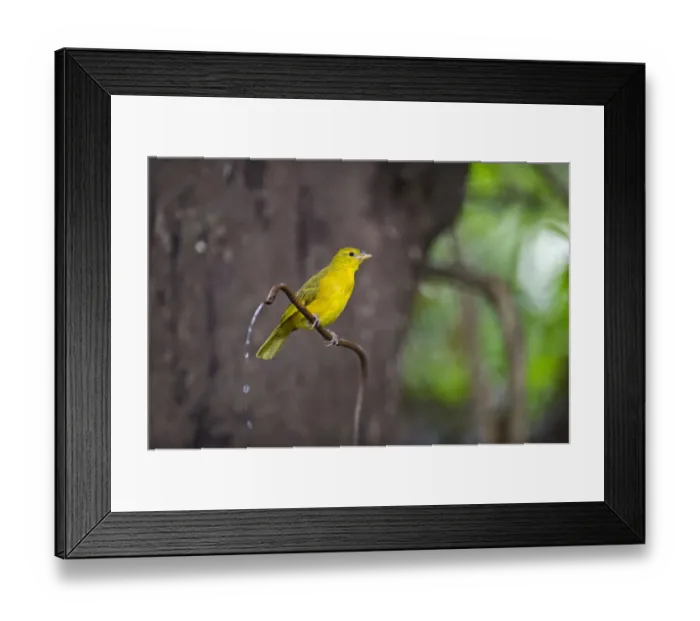 Framed Print : 007617 Framed Print : 007617