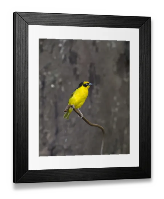 Framed Print : Baglafecht Weaver Ploceus baglafecht of reichenowl race Masai Mara Kenya Framed Print : Baglafecht Weaver Ploceus baglafecht of reichenowl race Masai Mara Kenya
