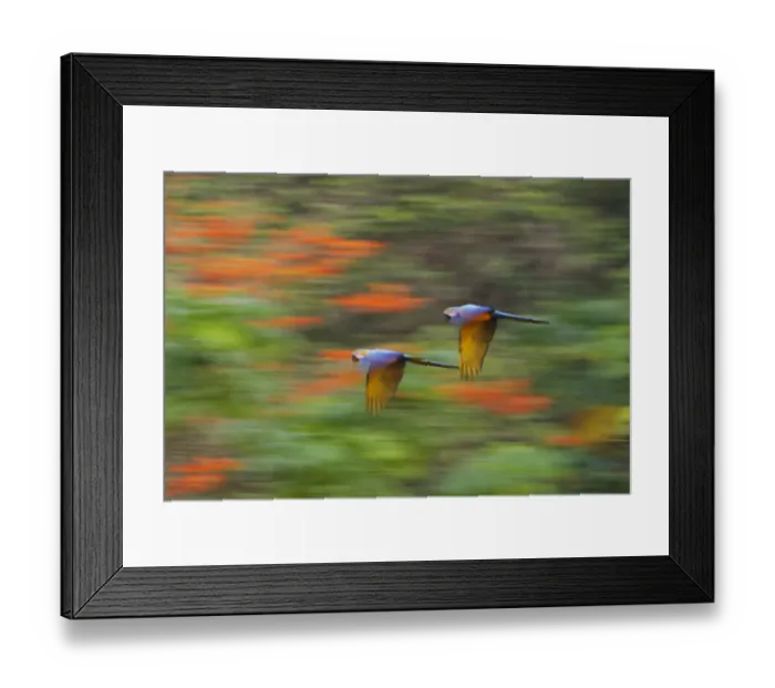 Framed Print : Blue and Yellow Macaw Ara ararauna Tambopata Amazon Peru Framed Print : Blue and Yellow Macaw Ara ararauna Tambopata Amazon Peru