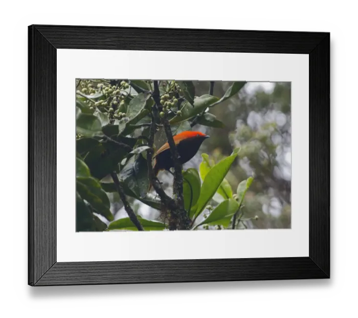 Framed Print : Crested Satinbird formerly known as Crested Bird of Paradise Cnemophilus macgregorii