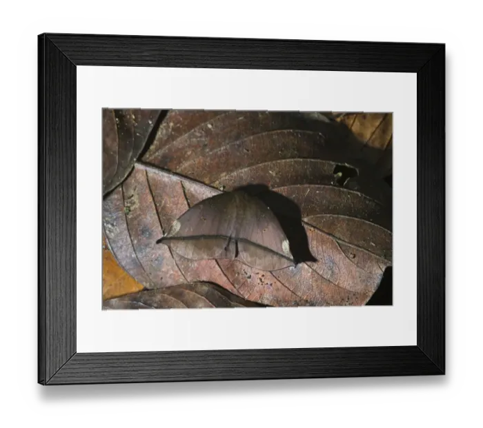 Framed Print : Peacock Moth Automeris sp. Amazon Rainforest Peru Framed Print : Peacock Moth Automeris sp. Amazon Rainforest Peru