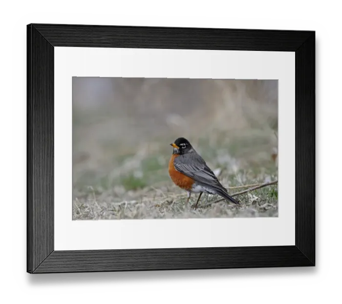 Framed Print : American Robin or North American Robin (Turdus migratorius) male Nebraska USA
