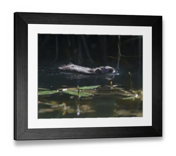 Framed Print : Water Vole Arvicola amphibius Titchwell RSPB Reserve Norfolk summer