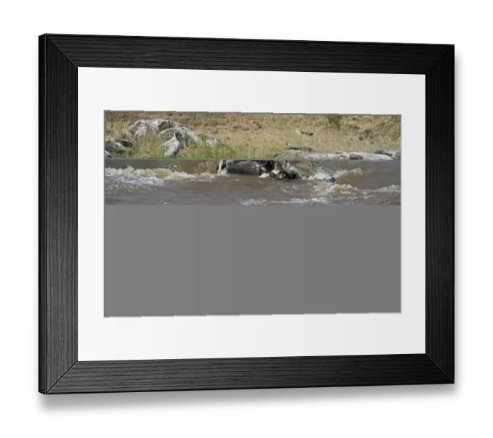 Framed Print : African White-backed Vulture Gyps africanus feeding on carcass in Mara River Masai Framed Print : African White-backed Vulture Gyps africanus feeding on carcass in Mara River Masai