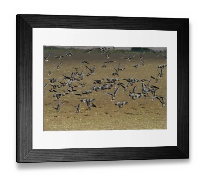 Framed Print : Pink-footed Geese Anser brachyrynchus on cut sugar beet field North Norfolk winter