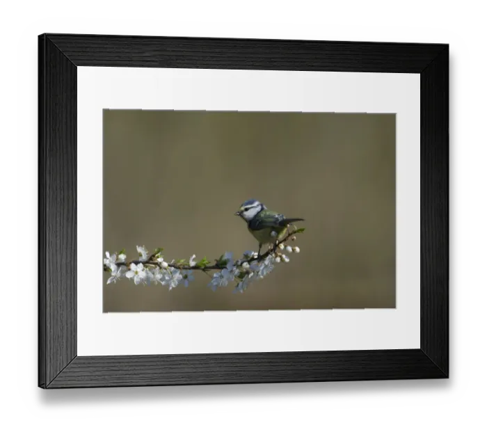 Framed Print : Blue Tit Parus caeruleus in garden Spring Norfolk Framed Print : Blue Tit Parus caeruleus in garden Spring Norfolk