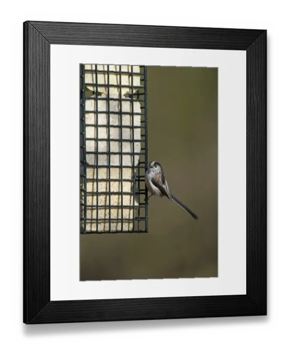 Framed Print : Long-tailed Tit Aegithalos caudatus on fat feeder in garden Norfolk winter