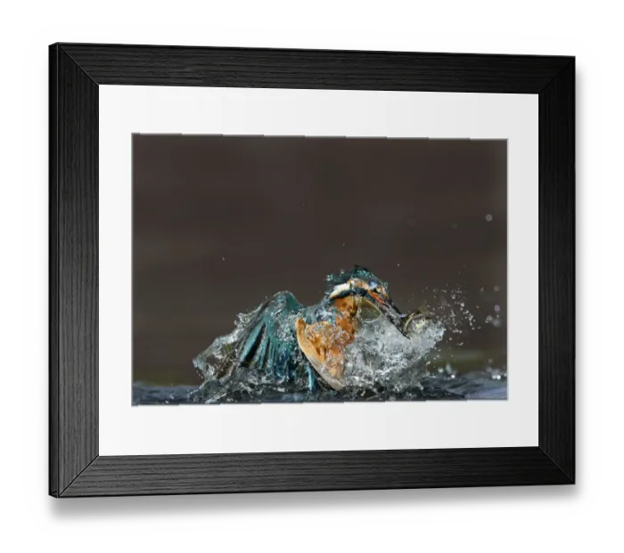 Framed Print : common kingfisher kingfisher alcedo atthis fish Framed Print : common kingfisher kingfisher alcedo atthis fish