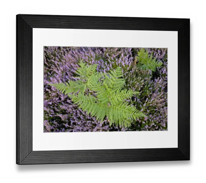 Framed Print : Bracken on lowland heath on Minsmere RSPB Reserve within the Suffolk Sandlings Suffolk Framed Print : Bracken on lowland heath on Minsmere RSPB Reserve within the Suffolk Sandlings Suffolk