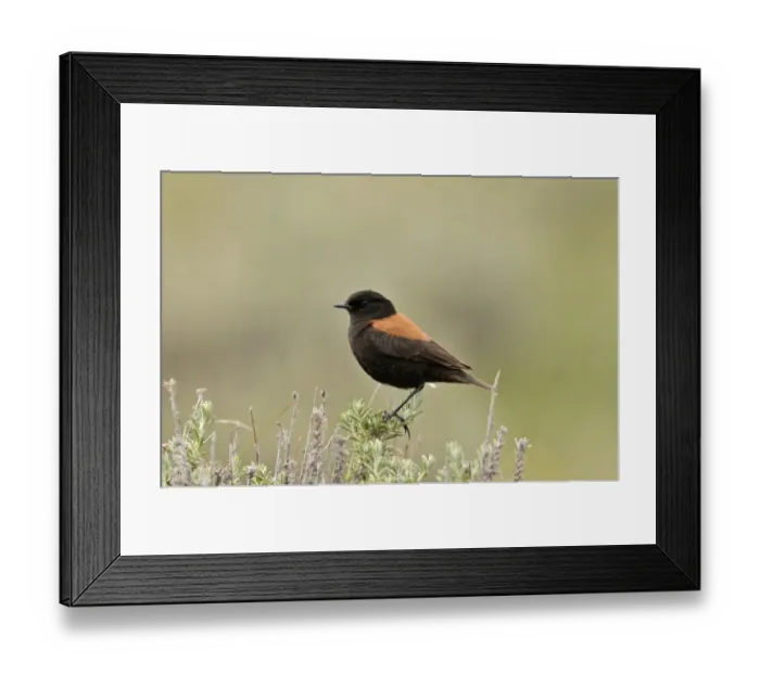 Framed Print : Austral Negrito Lessonia rufa Tierra del Fuego South America Framed Print : Austral Negrito Lessonia rufa Tierra del Fuego South America
