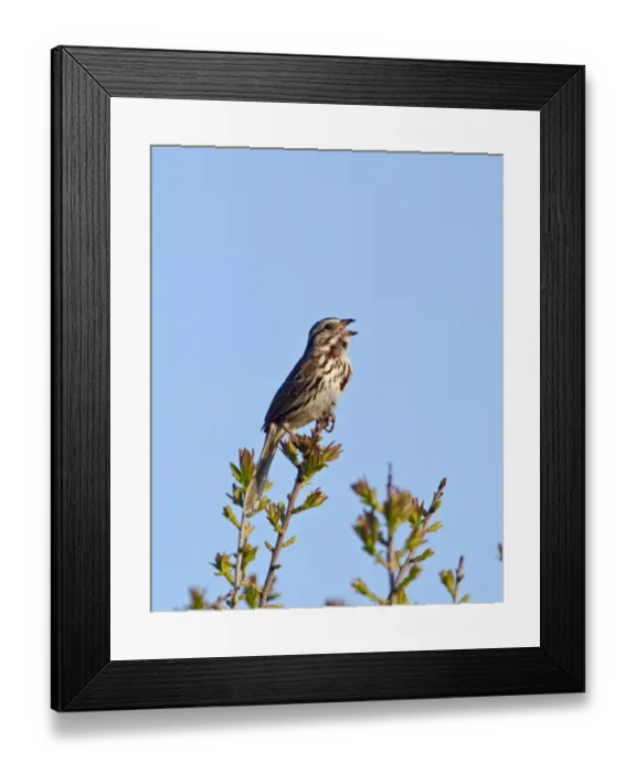 Framed Print : Song Sparrow Cape May New Jersey USA Framed Print : Song Sparrow Cape May New Jersey USA