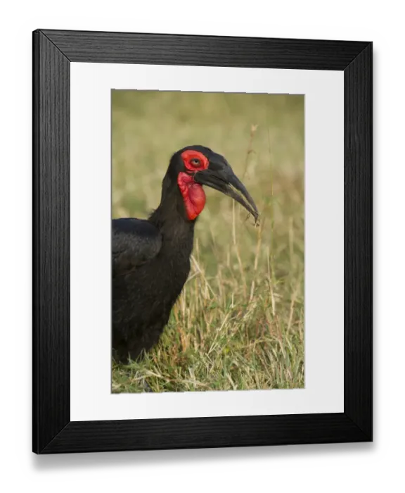 Framed Print : southern ground hornbill ground hornbill masai mara Framed Print : southern ground hornbill ground hornbill masai mara