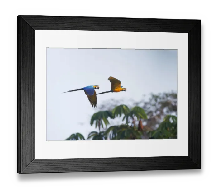 Framed Print : Blue and Yellow Macaw Ara ararauna Tambopata Amazon Peru Framed Print : Blue and Yellow Macaw Ara ararauna Tambopata Amazon Peru