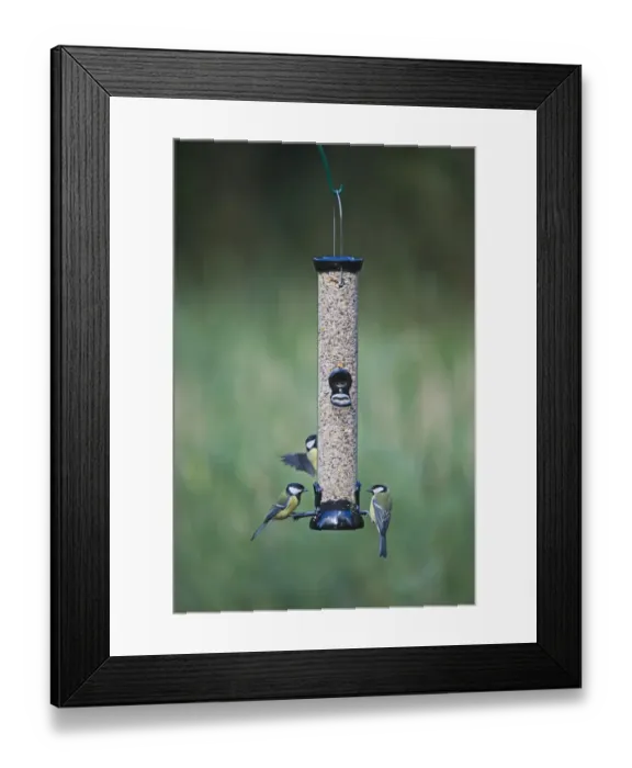Framed Print : 005700 Framed Print : 005700