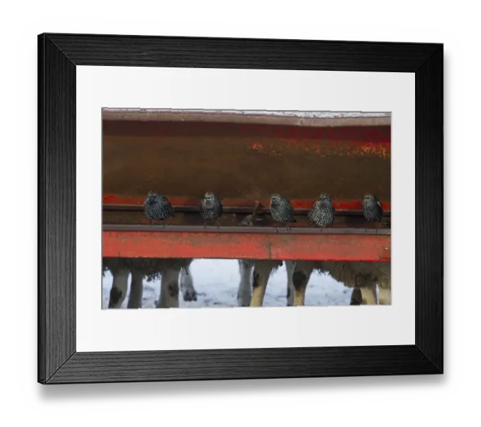 Framed Print : Starlings Sturnus vulgarus feeding around livestock Dumfries Scotland